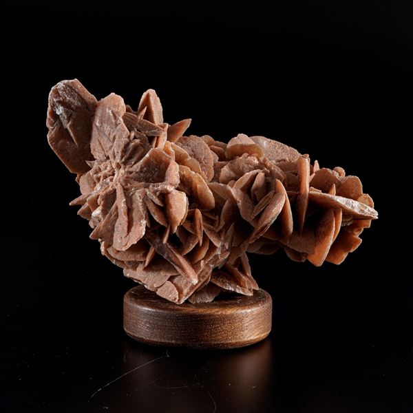 Rosa del deserto