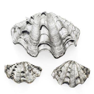 Mario Buccellati, Lotto di tre conchiglie rivestite in argento (Italia, XX-XXI secolo)