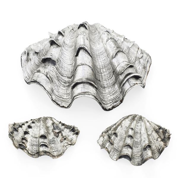 Lotto di tre conchiglie rivestite in argento. Italia, XX-XXI secolo. Etichetta a scudo Mario Buccellati