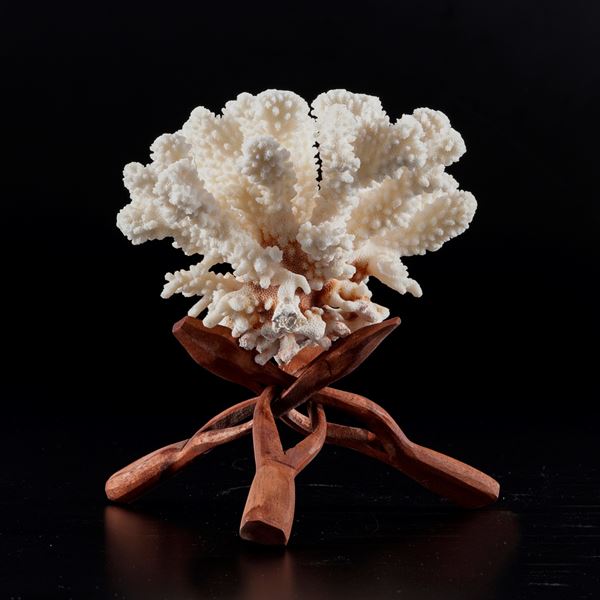 Madrepora ELK HORN su base flessibile in legno