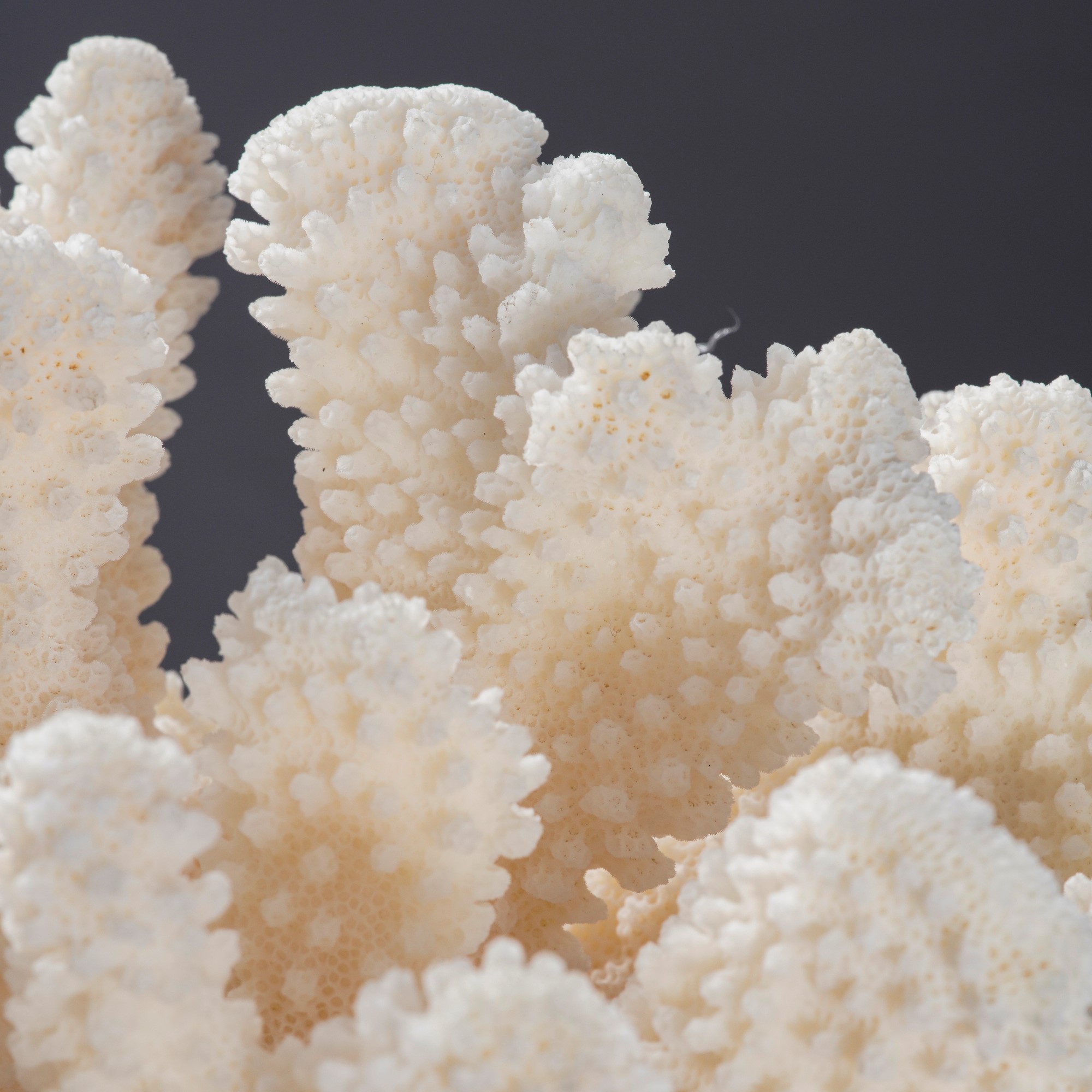 Madrepora “elk horn” (Acropora humilis), su base flessibile in legno
