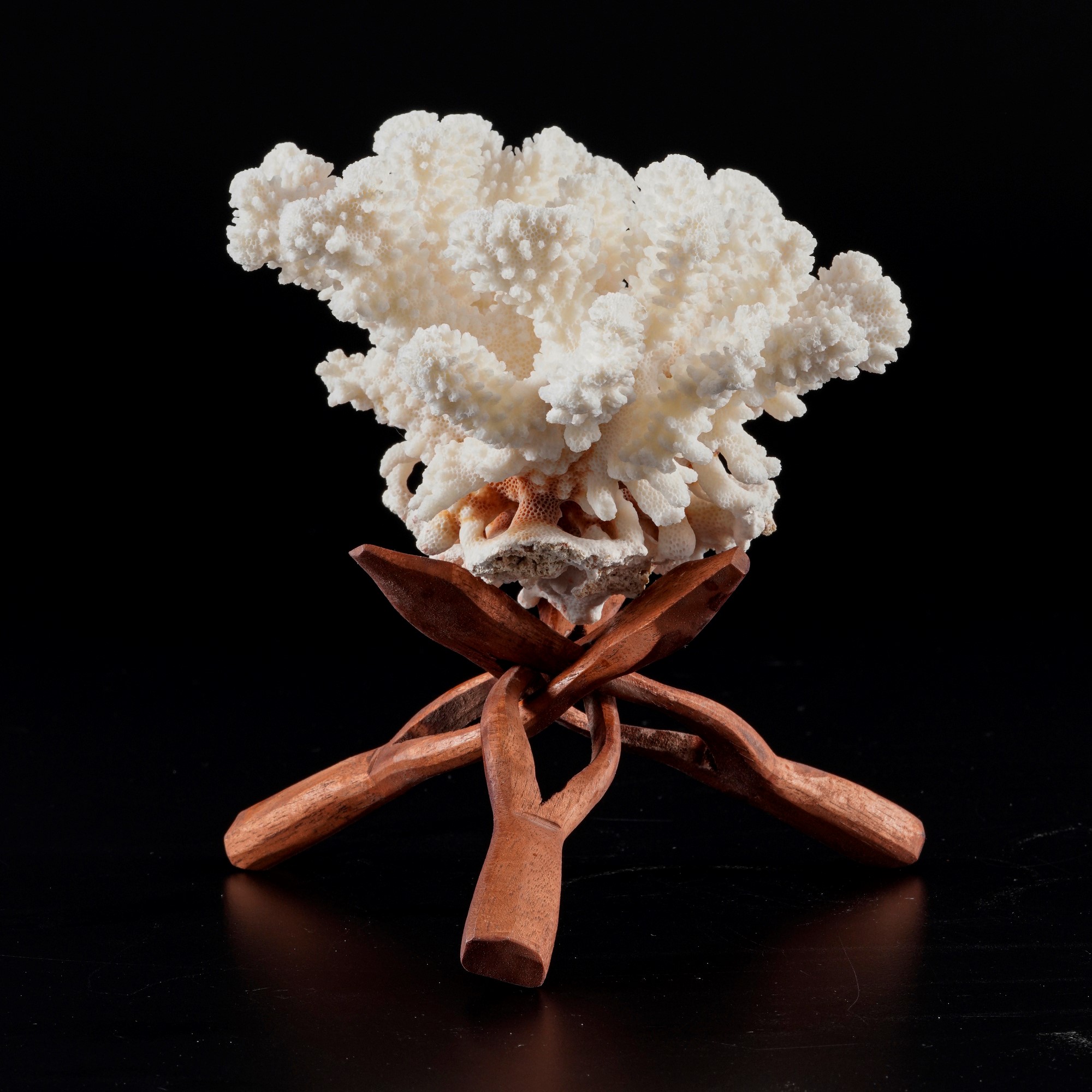 Madrepora “elk horn” (Acropora humilis), su base flessibile in legno