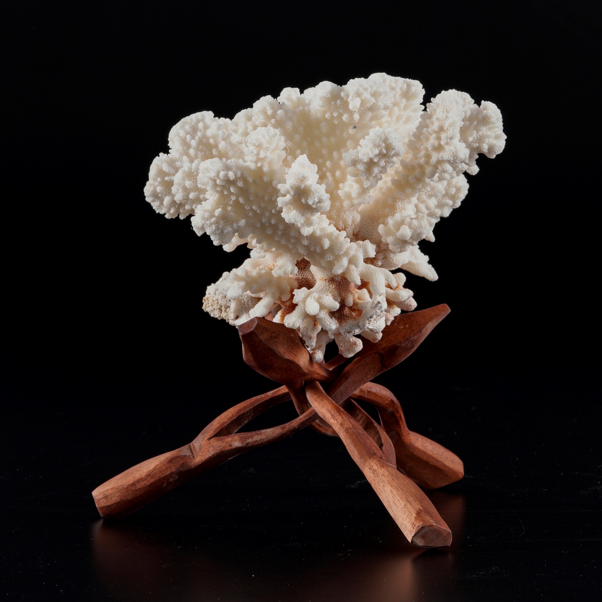 Madrepora “elk horn” (Acropora humilis), su base flessibile in legno