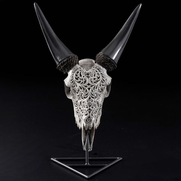 Cranio inciso di capra grigia (capra hircus)<BR>Specie NON CITES