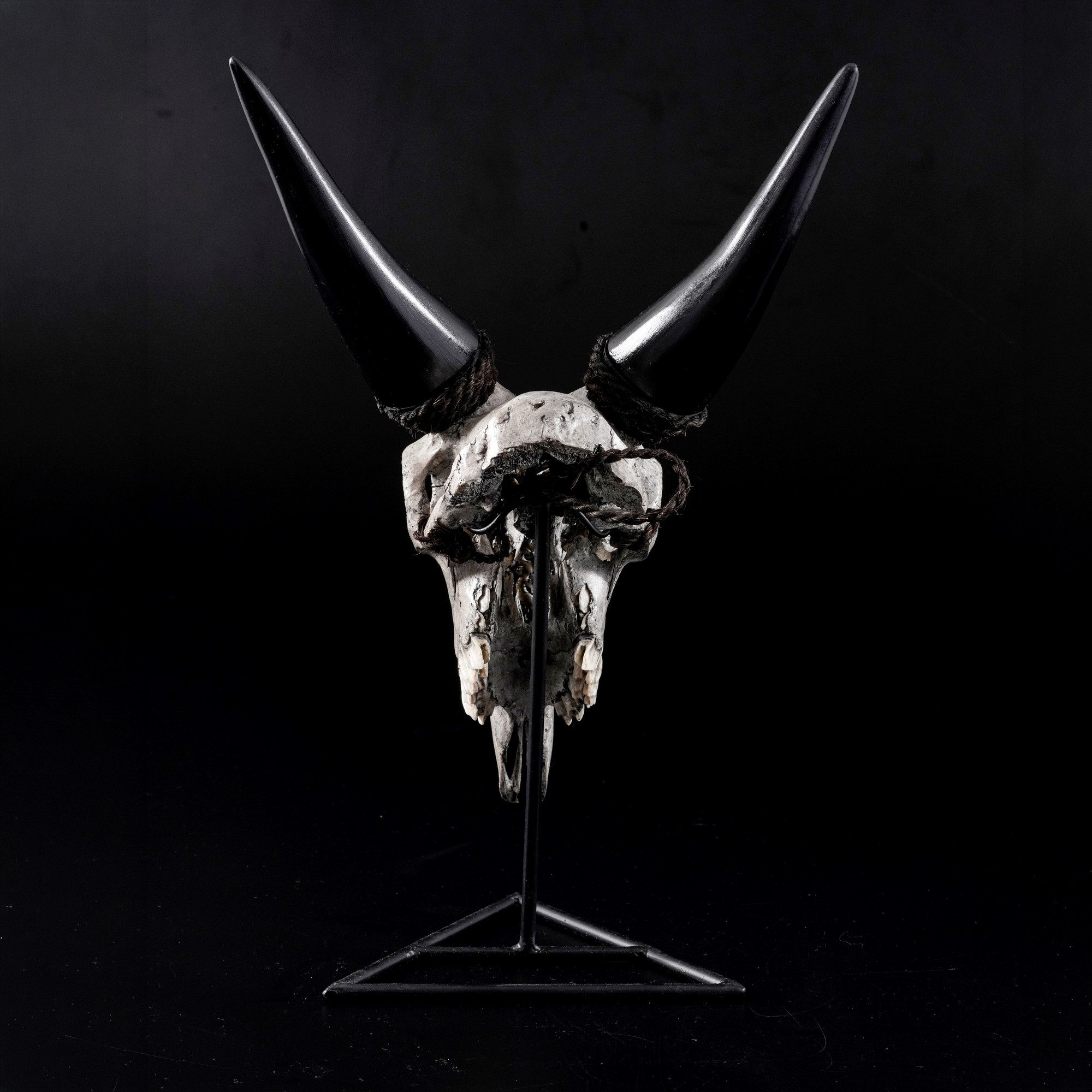 Scultura/oggetto etnografico, Cranio inciso di capra grigia (Capra hircus) con motivo a felce