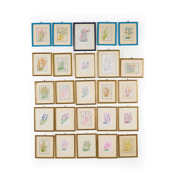 Venticinque disegni raffiguranti fiori, di Ana Maria Dalì