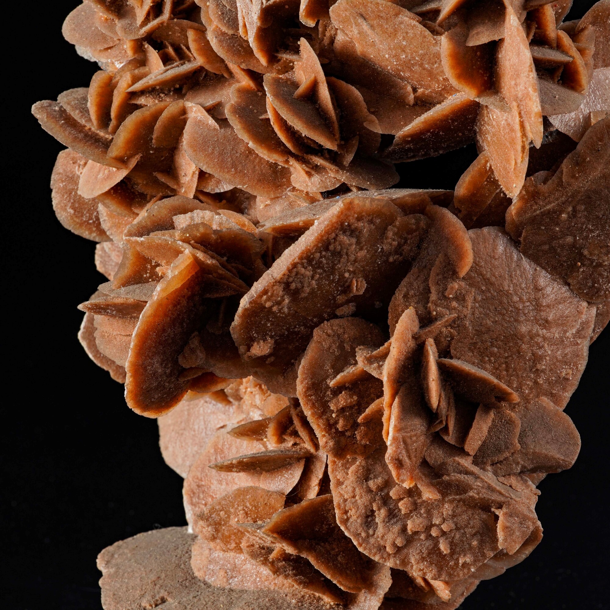 Grande Rosa del Deserto