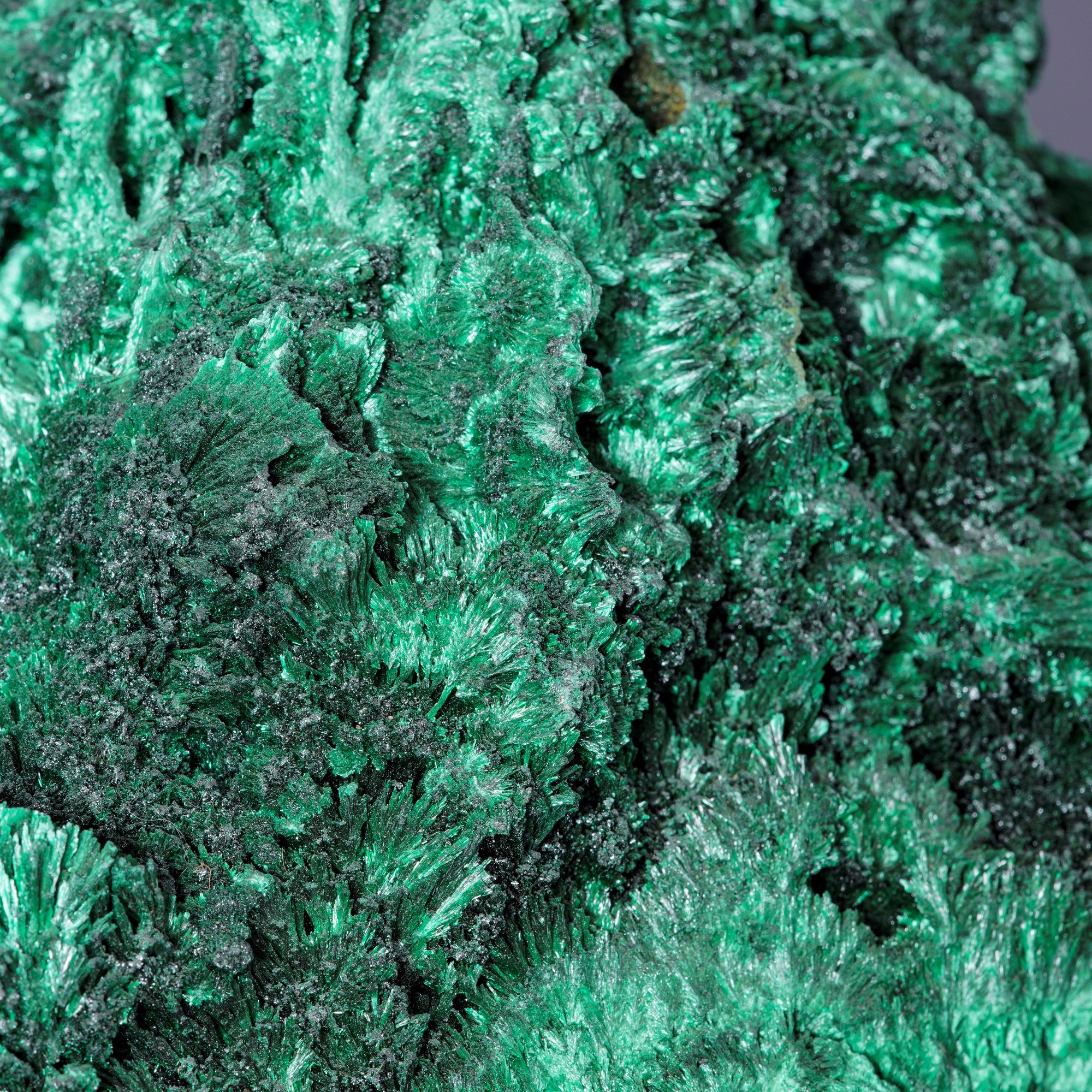 Malachite Feltrata