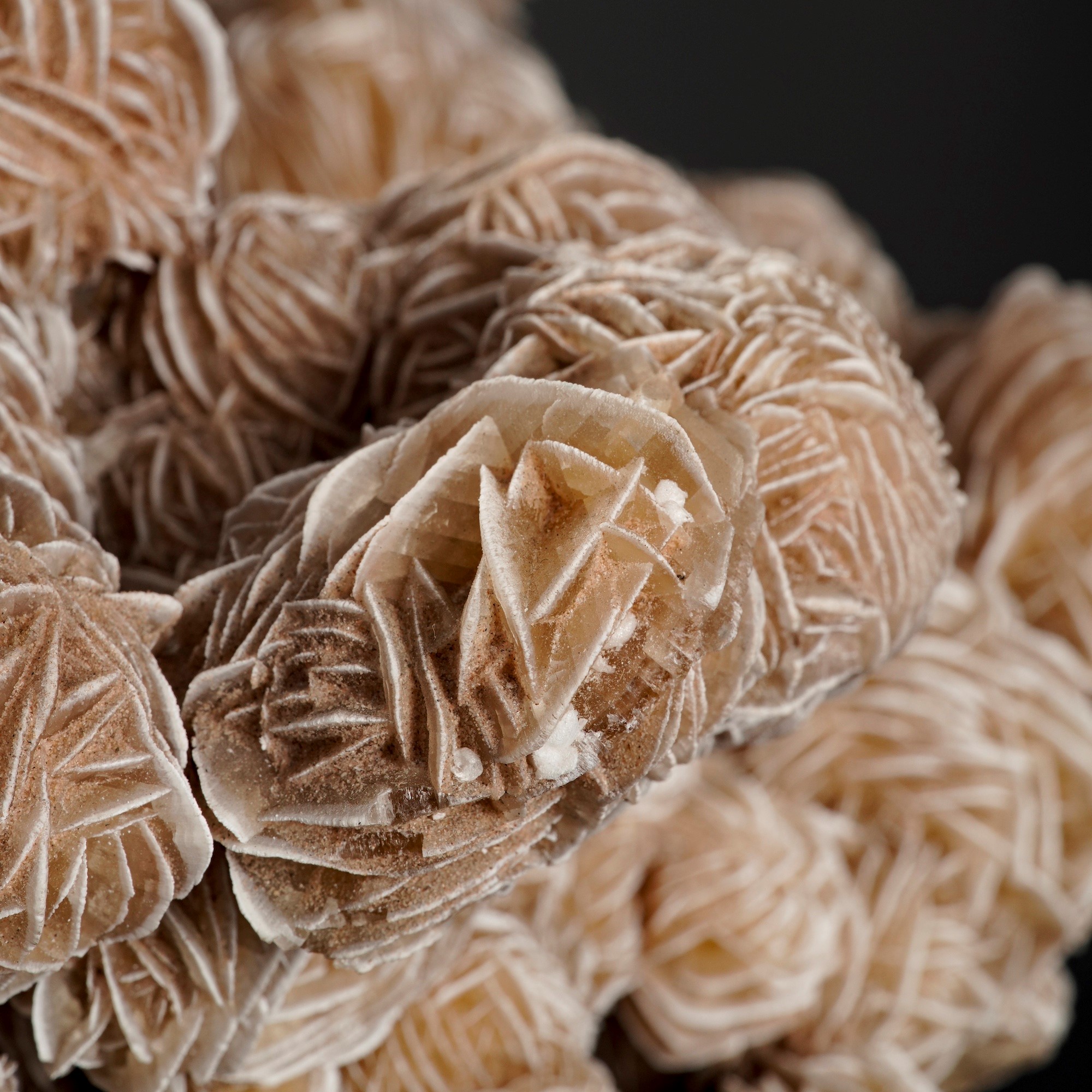 Maestosa ed Elegante Rosa del Deserto