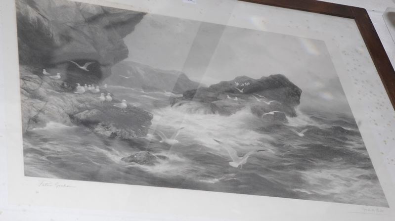 Grande stampa in cornice raffigurante scogliera con gabbiani, XIX secolo  - Auction Antiquariato, Argenti e Dipinti Antichi - Cambi Casa d'Aste