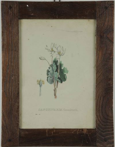 Cinque Stampe Raffiguranti Fiori