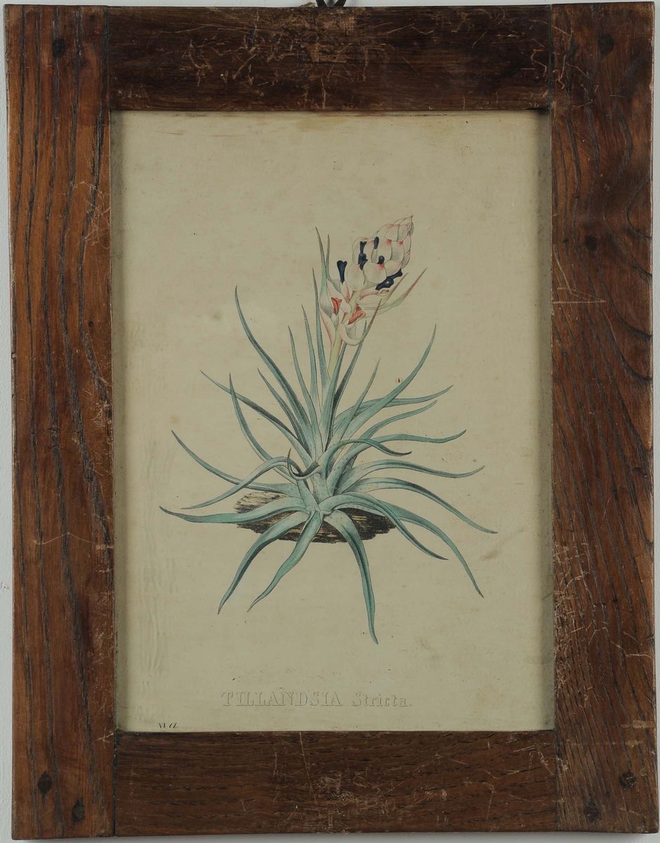 Cinque Stampe Raffiguranti Fiori