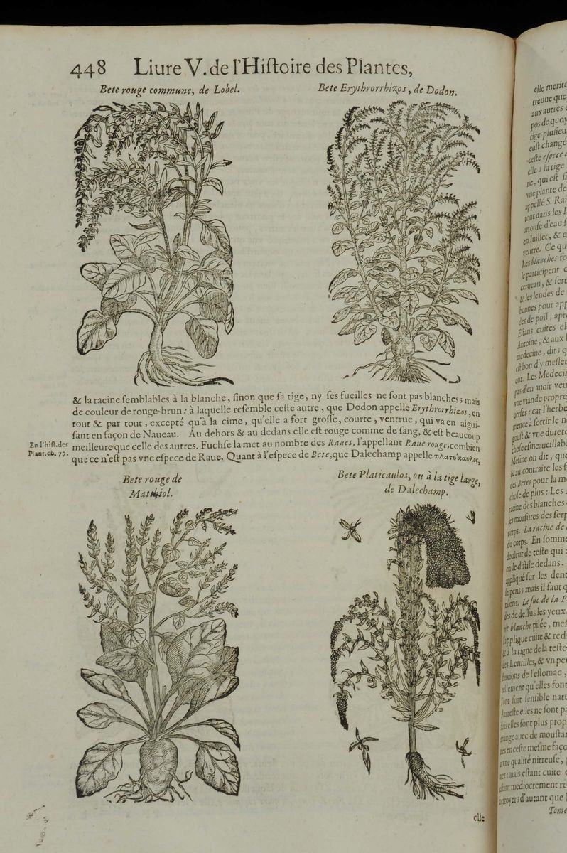 Dalechamp, J.histoire Generale Des Plantes..