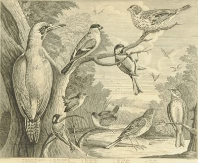 Incisione Raffigurante Volatili, XIX Secolo