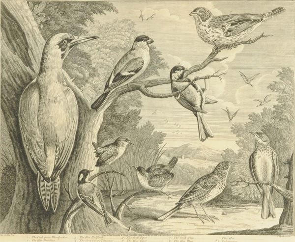 Incisione raffigurante volatili, XIX secolo