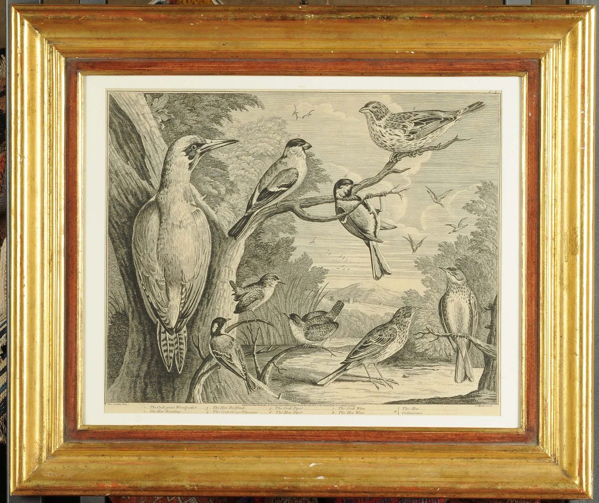 Incisione Raffigurante Volatili, XIX Secolo