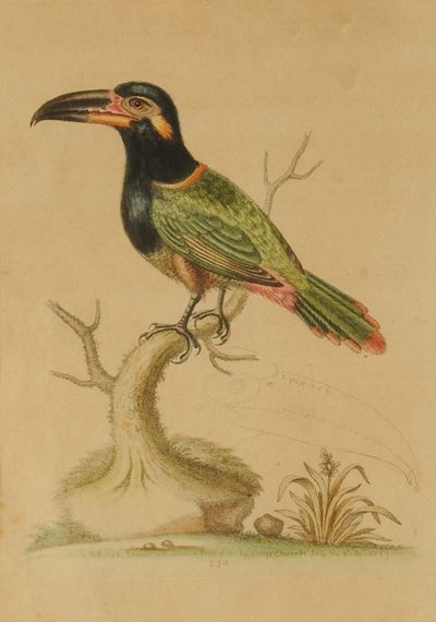 Cinque Incisioni Colorate Raffiguranti Volatili, Inghilterra XIX Secolo