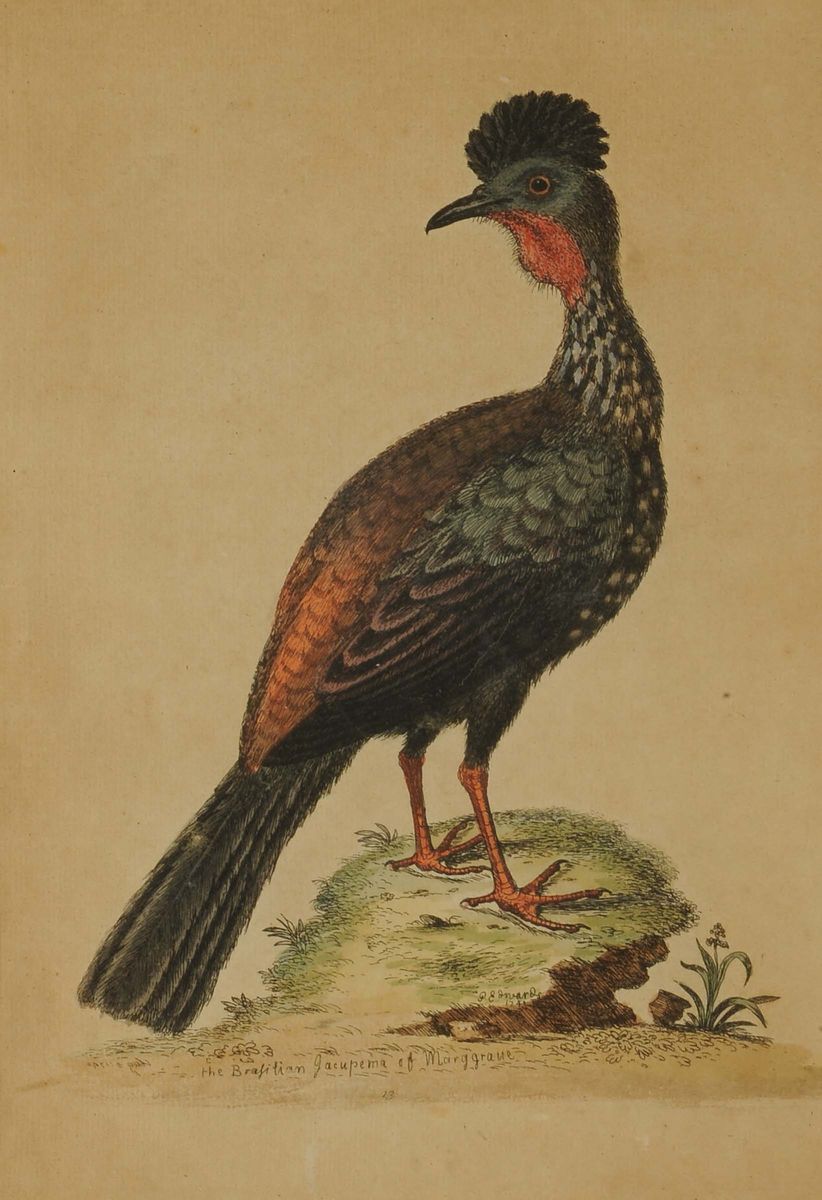 Cinque Incisioni Colorate Raffiguranti Volatili, Inghilterra XIX Secolo