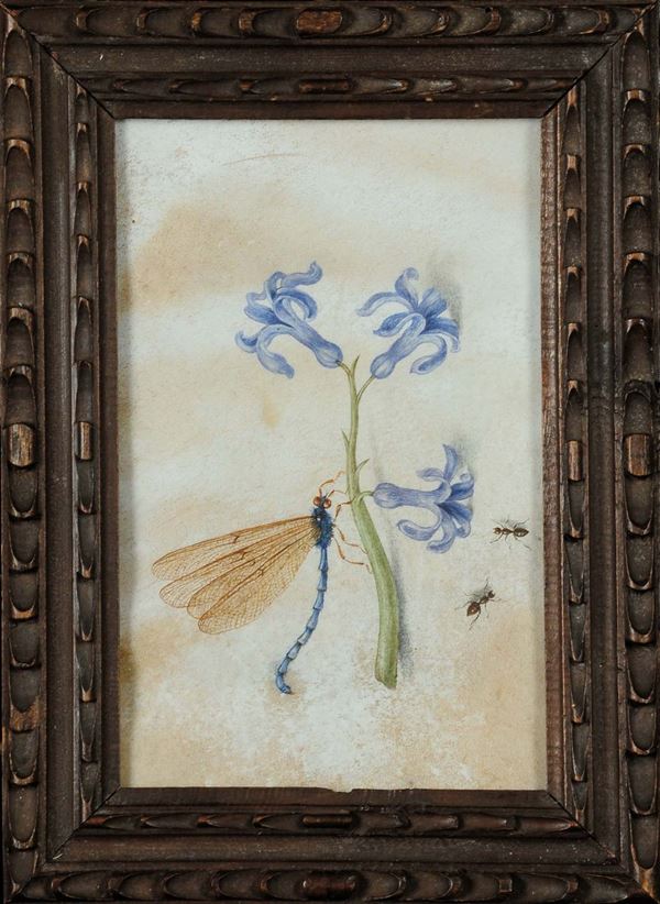 Scuola nordica del XVII secolo Insetti