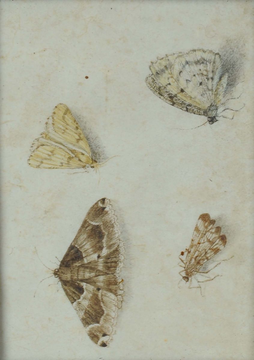 Scuola del XVIII Secolofarfalle