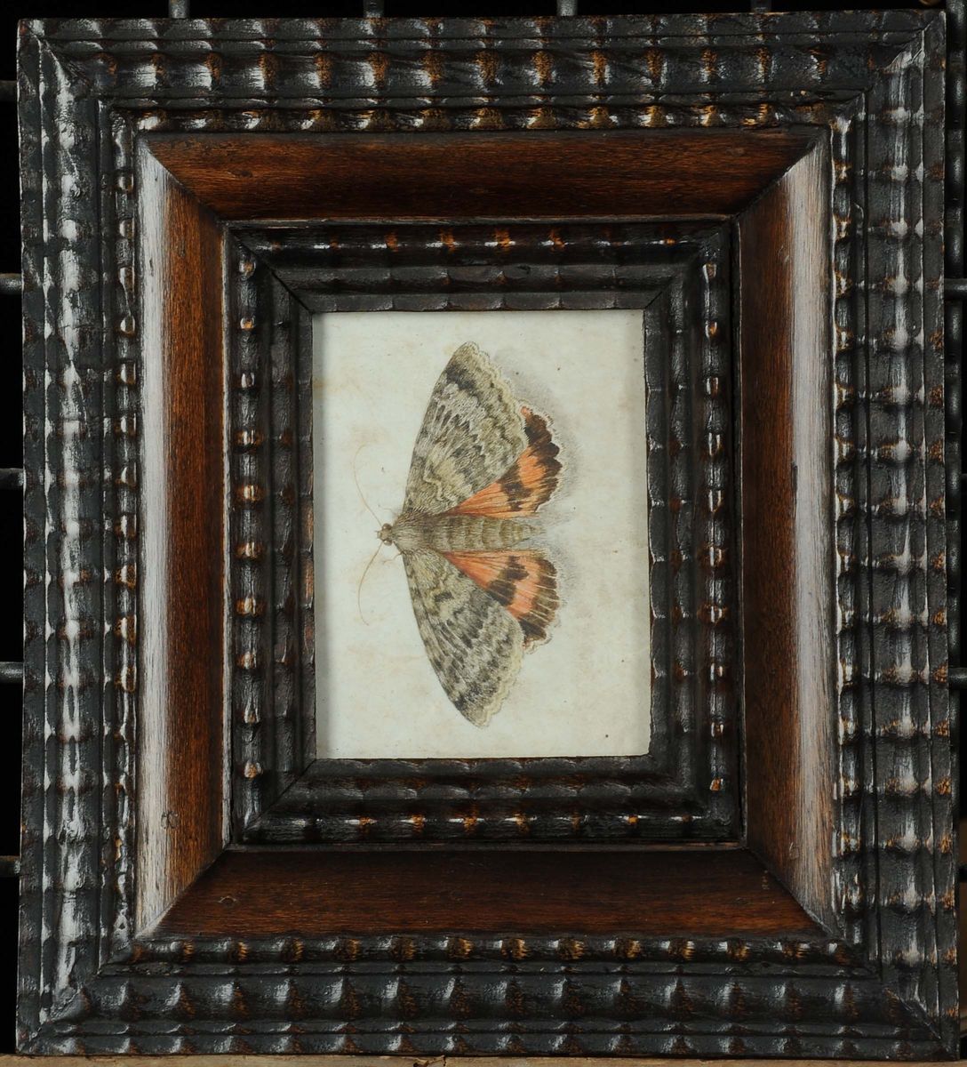Scuola del XVIII Secolofarfalle