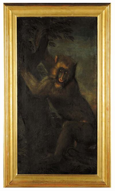 Scuola del XVIII Secolovolatilescimmia