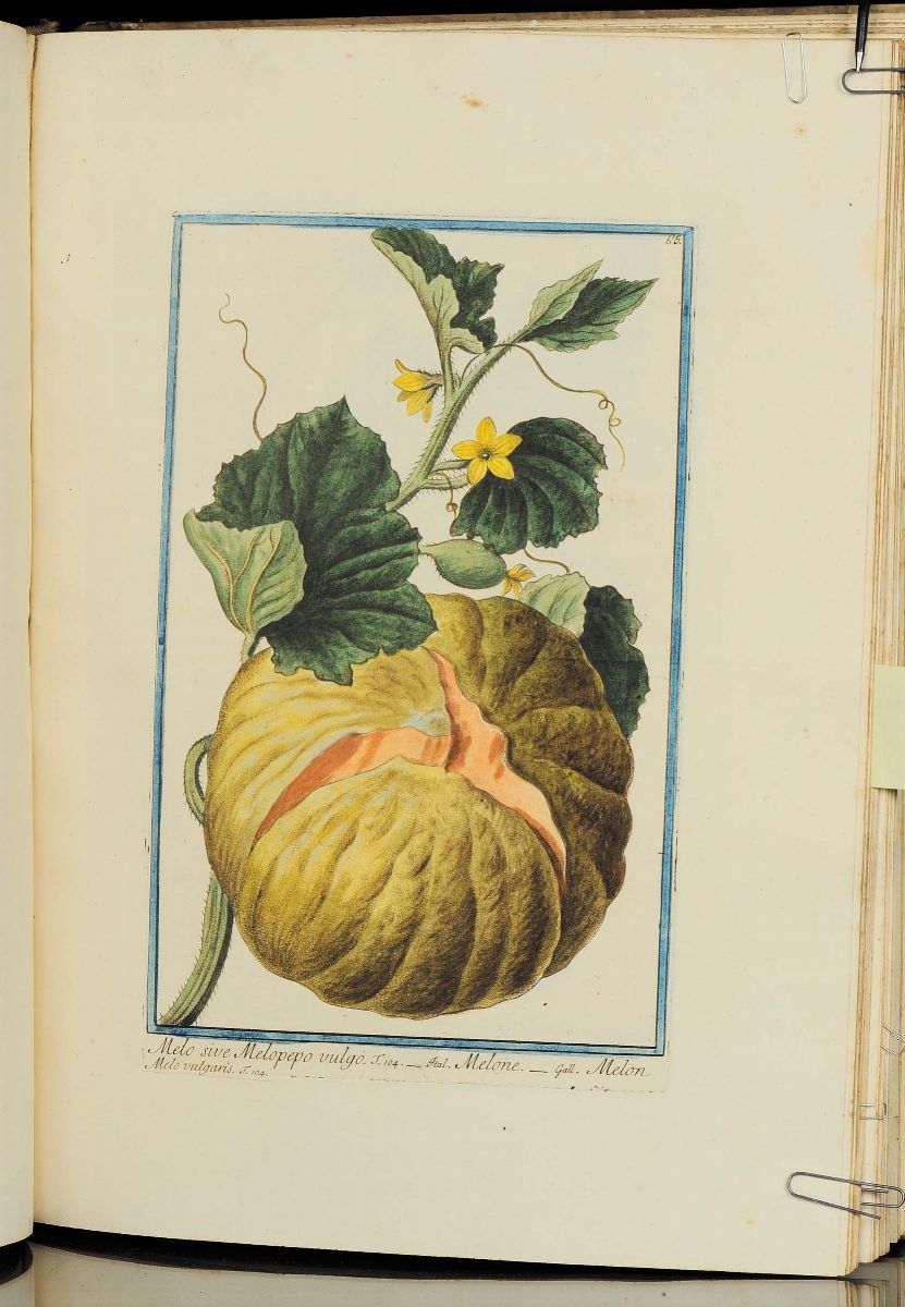 Bonelli, Giorgio - Martelli, Niccolòhortus Romanus Iuxta Systema Tournefortianum, Paulo Strictius...