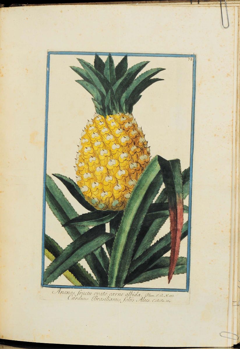 Bonelli, Giorgio - Martelli, Niccolòhortus Romanus Iuxta Systema Tournefortianum, Paulo Strictius...