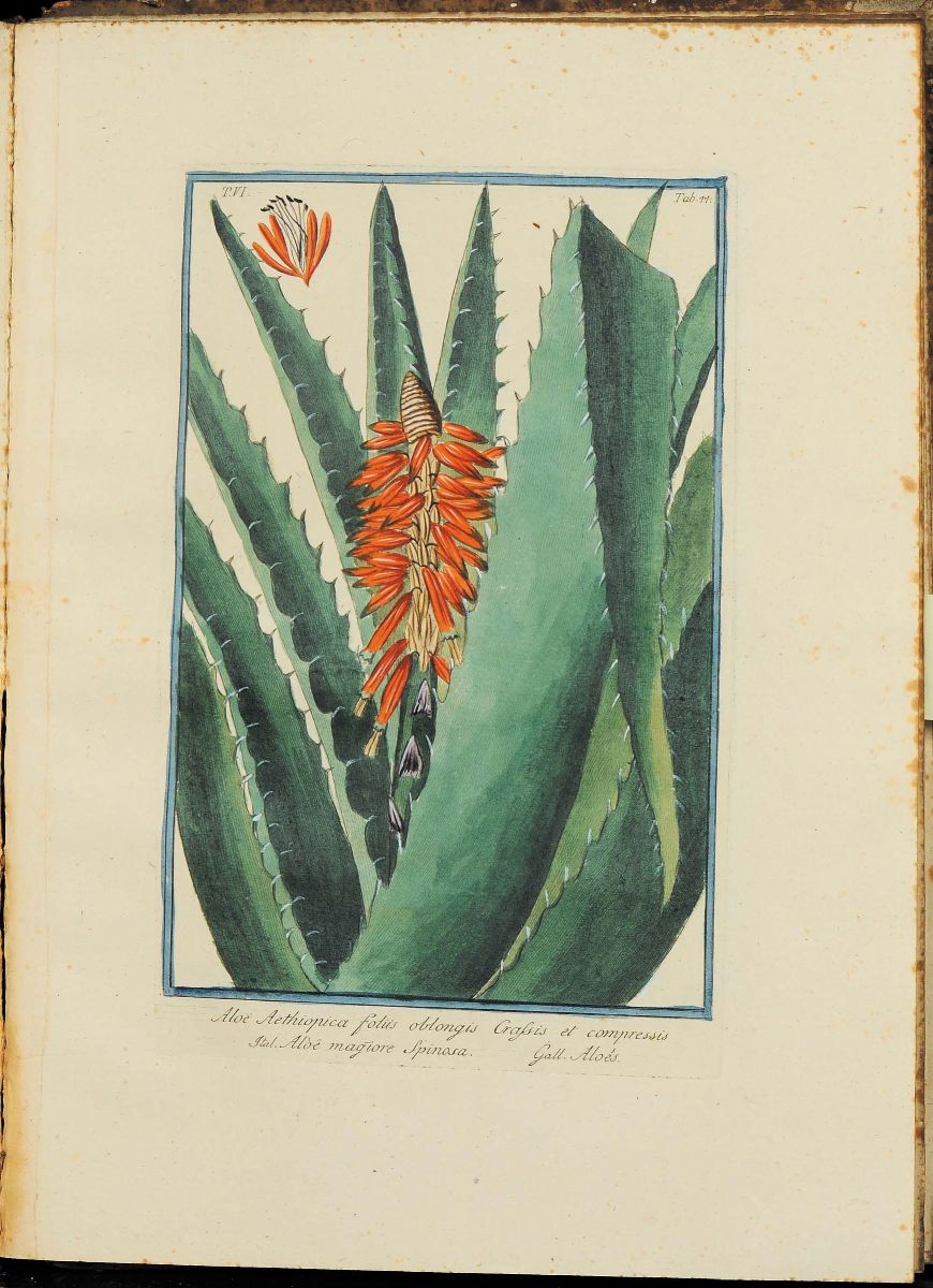 Bonelli, Giorgio - Martelli, Niccolòhortus Romanus Iuxta Systema Tournefortianum, Paulo Strictius...