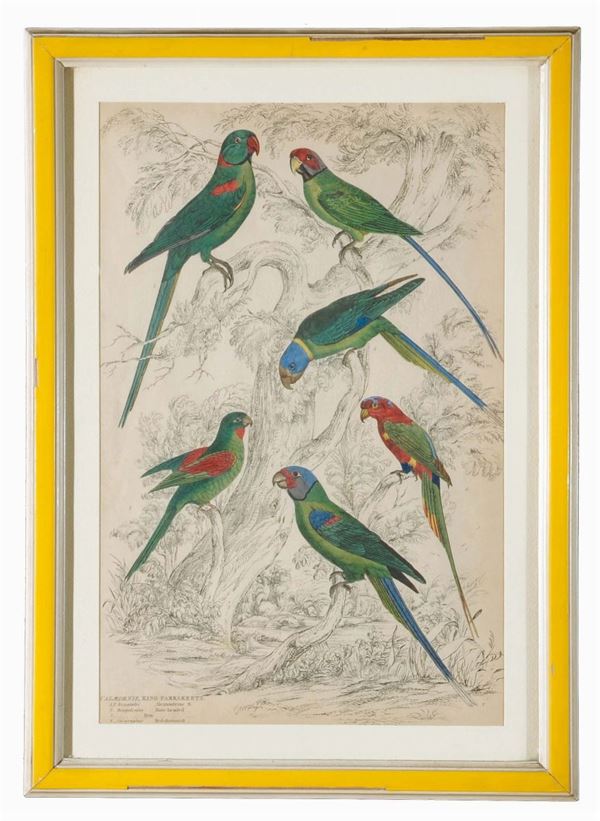 Quattro stampe dipinte a mano raffiguranti uccelli, XIX secolo