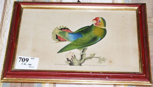 Incisione colorata raffigurante pappagallo