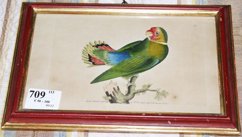 Incisione colorata raffigurante pappagallo  - Auction House Sale Villa la Femara - Cambi Casa d'Aste