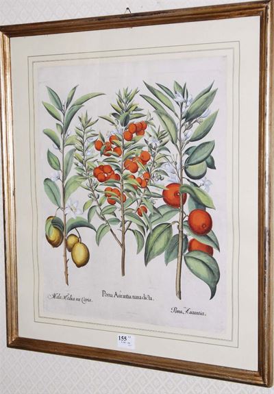 Basilius Besler (1561-1629)tavole Botaniche