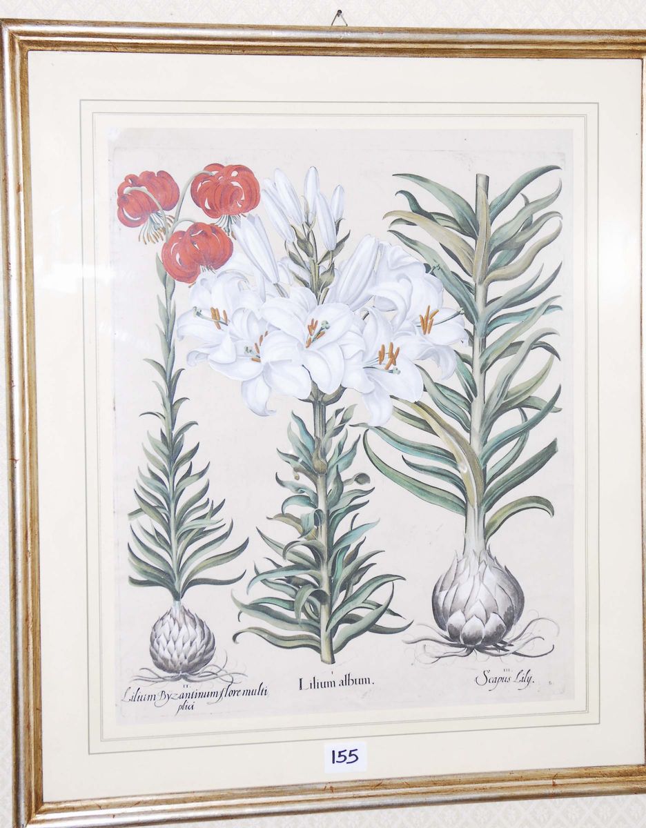 Basilius Besler (1561-1629)tavole Botaniche