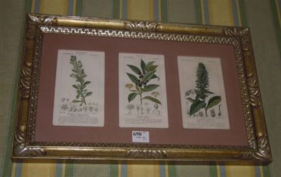 Stampe Colorate a Soggetto Botanico, da Disegno di P.g.f. Turpin, 1820 Circa