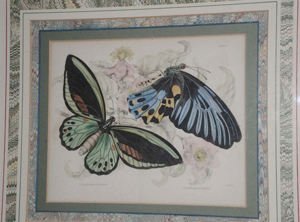 Litografia con farfalle