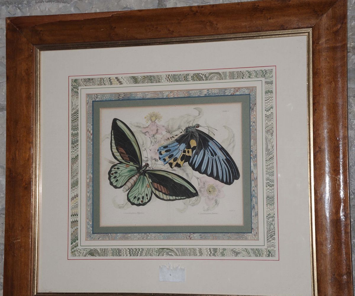 Litografia con Farfalle