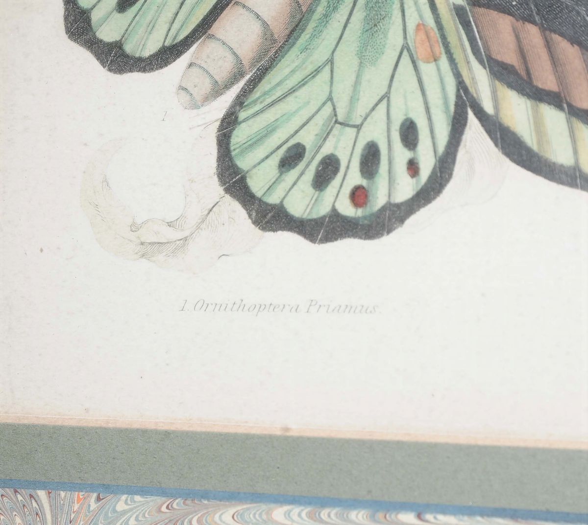 Litografia con Farfalle