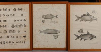 Diciassette Stampe Raffiguranti Flora e Fauna Marina, XIX Secolo