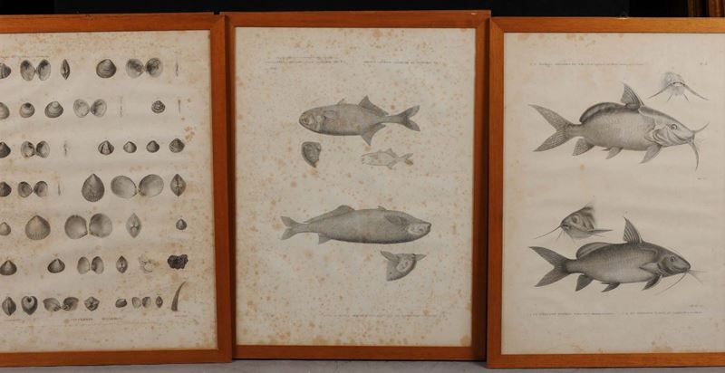Diciassette stampe raffiguranti flora e fauna marina, XIX secolo  - Auction Antiquariato e Dipinti Antichi - Cambi Casa d'Aste